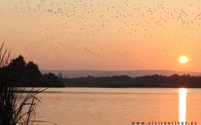 Un domingo por la popular Laguna del Campillo en Rivas