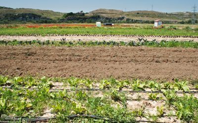 Compra saludable y ecológica en Rivas