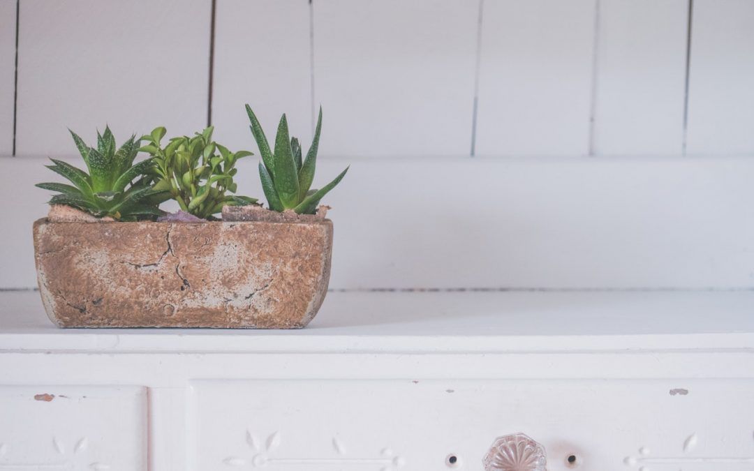 Plantas fáciles de cuidar para tu hogar