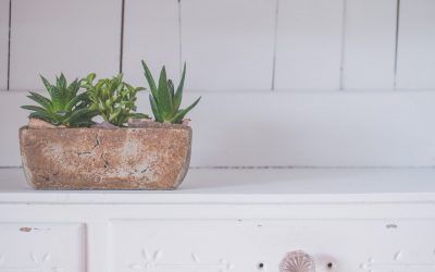 Plantas fáciles de cuidar para tu hogar