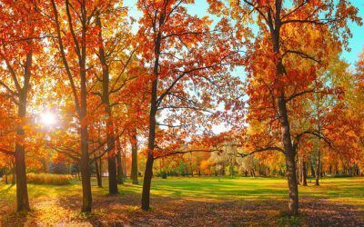 Rivas Verde también en otoño